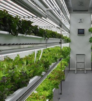 Sistema hidropónico de estructura de acero Contenedor de invernadero para la solución de cultivo vertical