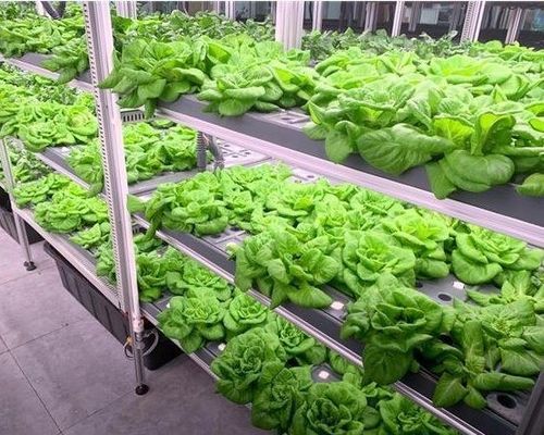Sistema hidropónico de estructura de acero Contenedor de invernadero para la solución de cultivo vertical