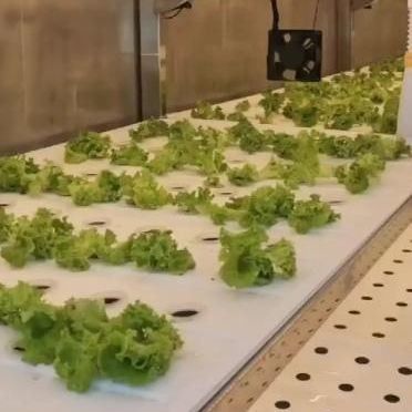 Agricultura vertical de contenedores de envío con invernadero comercial y diseño multi-espacio