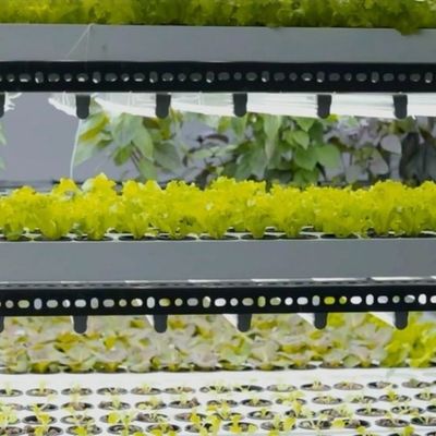 Agricultura vertical de contenedores de envío con invernadero comercial y diseño multi-espacio