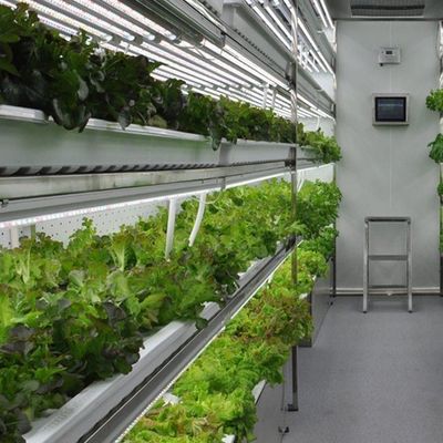 Agricultura vertical de contenedores de envío con invernadero comercial y diseño multi-espacio
