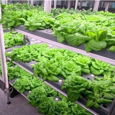 Agricultura vertical de contenedores de envío con invernadero comercial y diseño multi-espacio