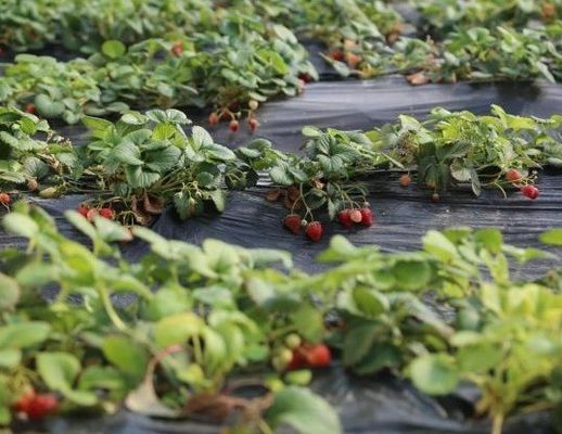 Moneda de EE.UU. Tomate comercial plantación invernadero de luz solar para una producción óptima de cultivos
