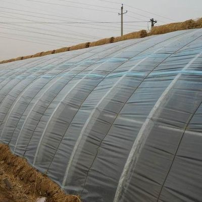 Moneda de EE.UU. Tomate comercial plantación invernadero de luz solar para una producción óptima de cultivos
