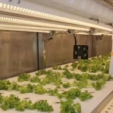 Invernadero de contenedores de transporte para la agricultura hidropónica vertical en la industria comercial