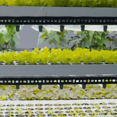 Invernadero de contenedores de transporte para la agricultura hidropónica vertical en la industria comercial