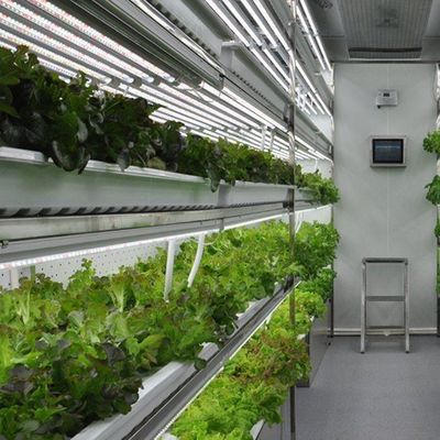 Contenedor de cultivo hidropónico vertical de invernadero comercial