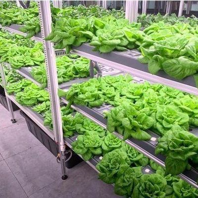Invernadero de contenedores de cultivo vertical comercial con sistema hidropónico