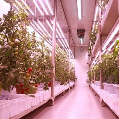 Invernadero de contenedores de cultivo vertical comercial con sistema hidropónico