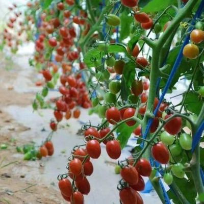 Invernadero de calefacción temporal con control climático de la luz solar para tomates y pepinos