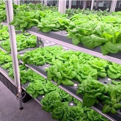 Sistema hidropónico de hortalizas Contenedor invernadero para cultivo vertical JX-CG-103