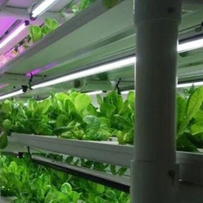 Sistema hidropónico de hortalizas Contenedor invernadero para cultivo vertical JX-CG-103