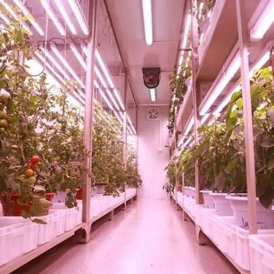 Sistema hidropónico de hortalizas Contenedor invernadero para cultivo vertical JX-CG-103