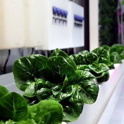 Sistema hidropónico de hortalizas Contenedor invernadero para cultivo vertical JX-CG-103