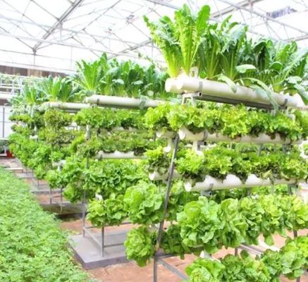 Invernadero de contenedores verticales grandes con cubierta de acero y tecnología hidropónica