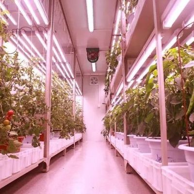 Invernadero comercial versátil para el cultivo hidropónico vertical en contenedores de transporte
