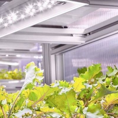 Invernadero comercial versátil para el cultivo hidropónico vertical en contenedores de transporte