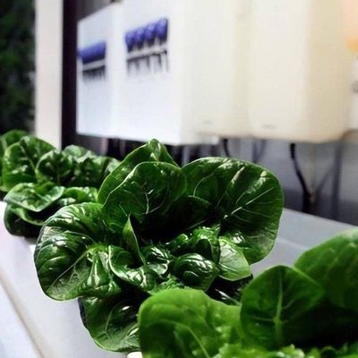 Invernadero comercial versátil para el cultivo hidropónico vertical en contenedores de transporte