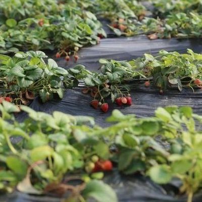 Sistema de riego Invernadero de luz solar para vegetales Moneda estadounidense y calefacción temporal