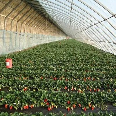 Invernadero para el cultivo de tomate con luz solar de doble capa y techo arqueado