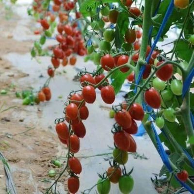 Invernadero para el cultivo de tomate con luz solar de doble capa y techo arqueado