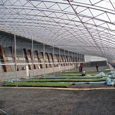 Invernadero para el cultivo de tomate con luz solar de doble capa y techo arqueado