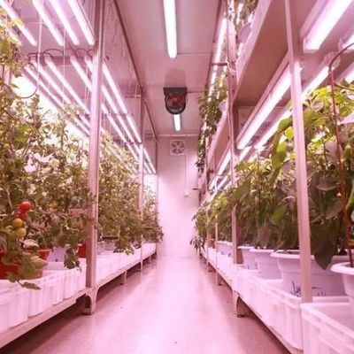 Cubierta de acero de doble capa Contenedor agrícola vertical Invernadero para una casa ecológica