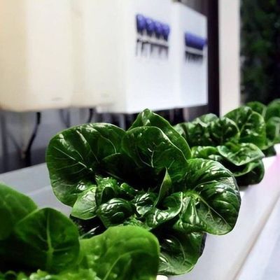 Cubierta de acero de doble capa Contenedor agrícola vertical Invernadero para una casa ecológica