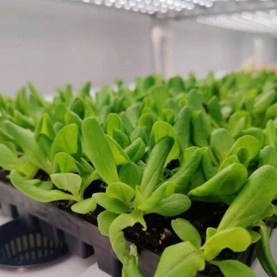 Cubierta de acero de doble capa Contenedor agrícola vertical Invernadero para una casa ecológica