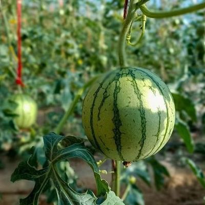 Invernadero de doble capa para el cultivo de hortalizas y la productividad temporal de calefacción