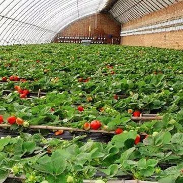 Invernadero de doble capa para el cultivo de hortalizas y la productividad temporal de calefacción