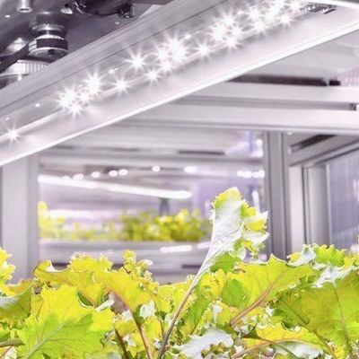 Invernadero hidropónico de cultivo vertical en un contenedor de 40HQ con estructura de acero