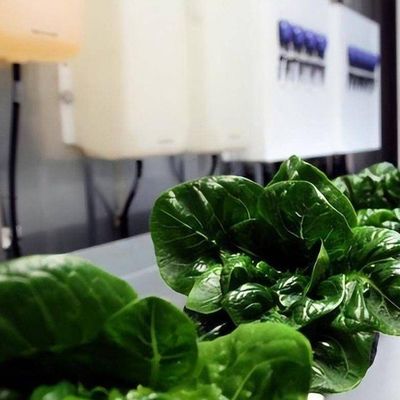 Invernadero hidropónico de cultivo vertical en un contenedor de 40HQ con estructura de acero