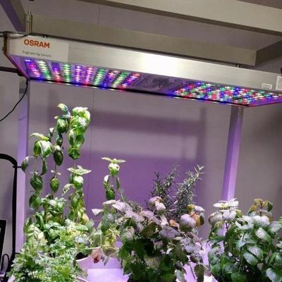 Invernadero hidropónico de cultivo vertical en un contenedor de 40HQ con estructura de acero