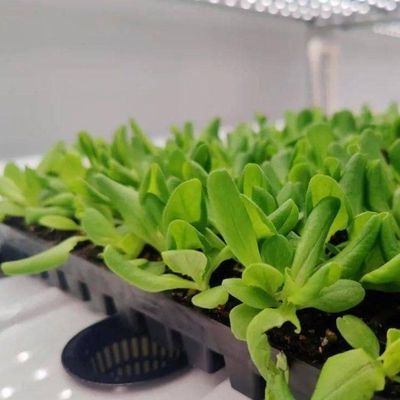 Invernadero hidropónico de cultivo vertical en un contenedor de 40HQ con estructura de acero