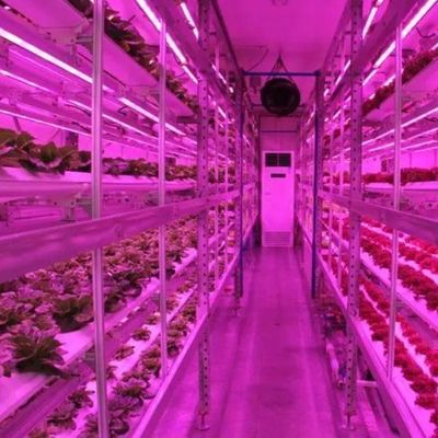 Invernadero hidropónico de cultivo vertical en un contenedor de 40HQ con estructura de acero