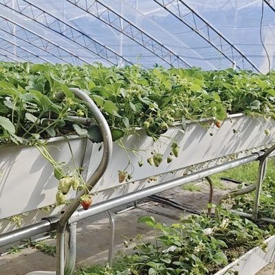 Invernadero para el cultivo comercial de tomate con luz solar con costo de envío y diseño