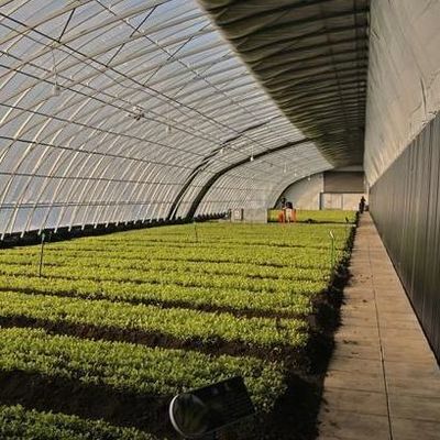 Invernadero para el cultivo comercial de tomate con luz solar con costo de envío y diseño