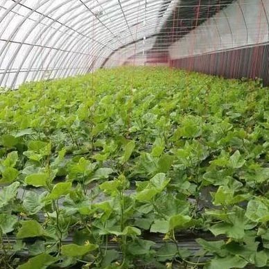 Invernadero para el cultivo comercial de tomate con luz solar con costo de envío y diseño