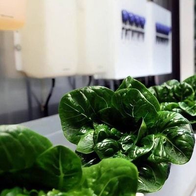 Contenedor de cultivo vertical Invernadero con características hidropónicas Diseño de techo en forma