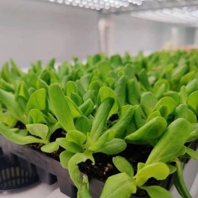 Contenedor de cultivo vertical Invernadero con características hidropónicas Diseño de techo en forma