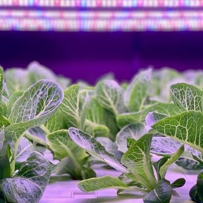 Contenedor de cultivo vertical Invernadero con características hidropónicas Diseño de techo en forma