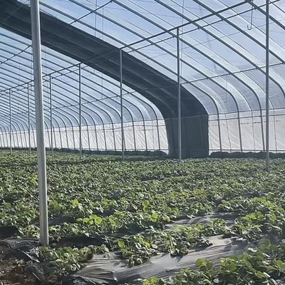 Invernadero de luz solar para vegetales avanzados con control de humedad y crecimiento óptimo de las plantas
