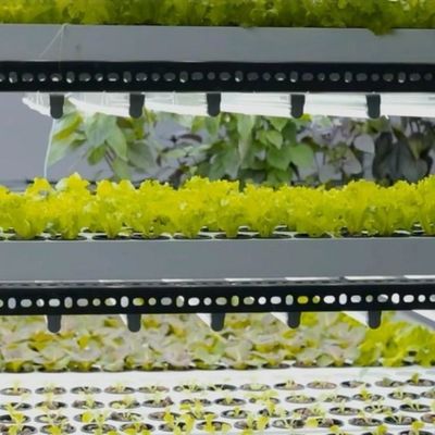 Invernadero de contenedores de transporte de gran tamaño para sistemas de cultivo hidropónico vertical