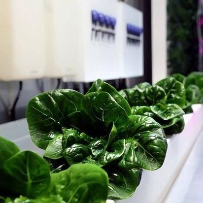 Invernadero de contenedores de transporte de gran tamaño para sistemas de cultivo hidropónico vertical