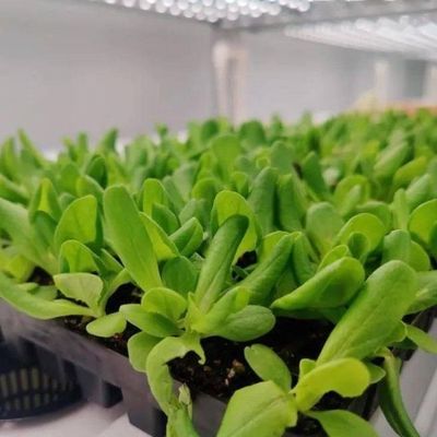 Invernadero de contenedores de transporte de gran tamaño para sistemas de cultivo hidropónico vertical