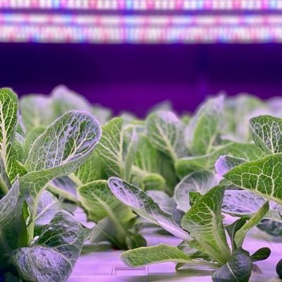 Invernadero de contenedores de transporte de gran tamaño para sistemas de cultivo hidropónico vertical