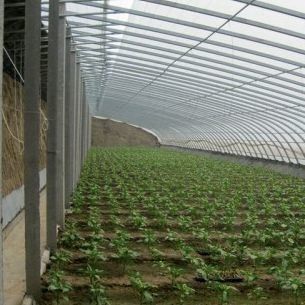 Paquete Peso bruto 2000.000kg Invernadero ligero con luz solar para el cultivo de verduras