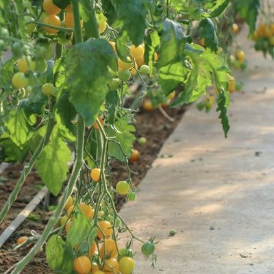 Paquete Peso bruto 2000.000kg Invernadero ligero con luz solar para el cultivo de verduras