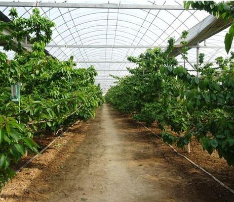Revolucionaria tecnología de cultivo hidropónico vertical para invernaderos de contenedores de transporte